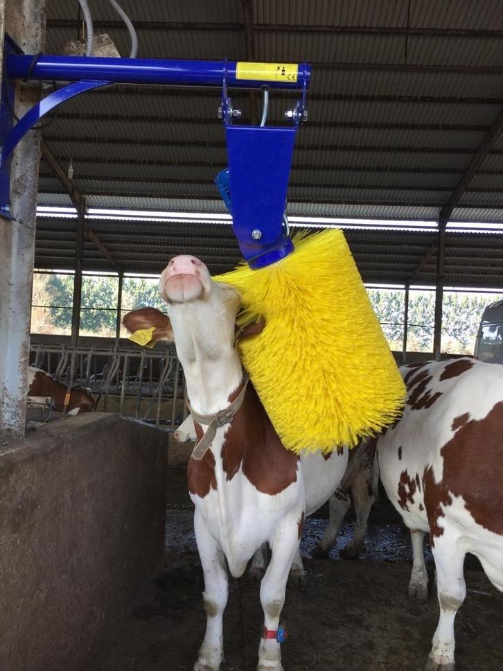 *Nieuwe* koeborstel, Dieren en Toebehoren, Runderen, Mannelijk