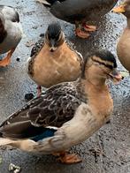 Geelbuik en wildkleur kwakertjes, Dieren en Toebehoren, Pluimvee, Meerdere dieren, Eend