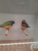 Gouldamadines te koop, Dieren en Toebehoren