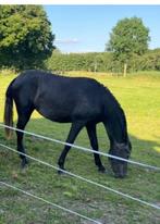 Pre merrie 2 jaar, zeer braaf, schimmel, Dieren en Toebehoren, Paarden, Merrie, Gechipt, Dressuurpaard, 0 tot 2 jaar