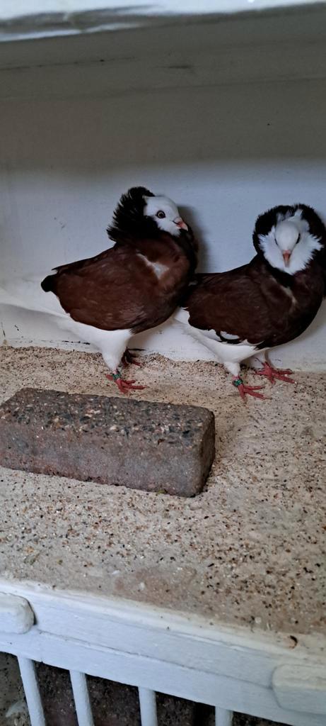 Te koop sierduiven Oudhollands kapucijnen duiven, Dieren en Toebehoren, Vogels | Duiven, Overige soorten, Meerdere dieren