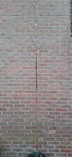 Taxodium distichum, moerascypres, Tuin en Terras, Planten | Bomen, Ophalen, Volle zon, Overige soorten