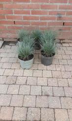 Blauwgras siergras, Tuin en Terras, Planten | Tuinplanten, Ophalen, Siergrassen, Volle zon