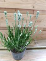 Lavendula Aromatische white Lavendel, Tuin en Terras, Planten | Tuinplanten, Volle zon, Vaste plant, Zomer, Ophalen