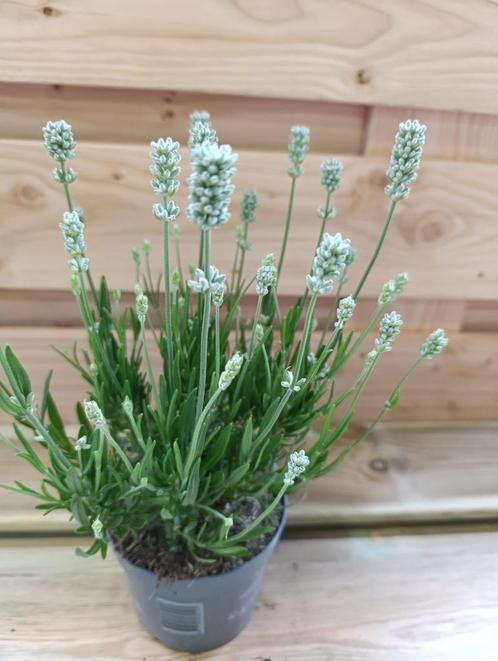Lavendula Aromatische white Lavendel, Tuin en Terras, Planten | Tuinplanten, Vaste plant, Overige soorten, Volle zon, Zomer, Ophalen