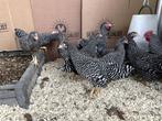 Jonge tamme Amrock krielkippen Gesekst en Ingeënt, Dieren en Toebehoren, Pluimvee, Meerdere dieren, Kip