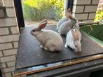 Raszuivere gouwenaars, Dieren en Toebehoren, Konijnen, Mannelijk, Middelgroot, 0 tot 2 jaar