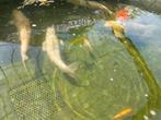 Mooie witte butterfly koikarper, Dieren en Toebehoren, Vissen | Vijvervissen, Karper of Koi