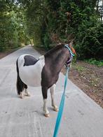 Stalling shetlander, Dieren en Toebehoren, Stalling en Weidegang, Stalling, 1 paard of pony
