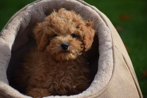 Poedel pups mooie keuze, Dieren en Toebehoren, Honden | Chihuahua's en Gezelschapshonden, Meerdere dieren, Poedel, Fokker | Professioneel