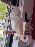 Kaketoe, Dieren en Toebehoren, Vrouwelijk, Tropenvogel, Geringd