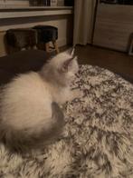 Kater, Dieren en Toebehoren, Katten en Kittens | Raskatten | Korthaar, Kater