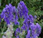 zaden Aconitum carmichaellii, Ophalen of Verzenden, Voorjaar, Volle zon