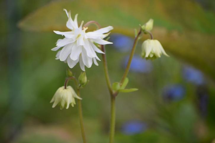 Akelei zaden, Tuin en Terras, Bloembollen en Zaden, Zaad, Gehele jaar, Halfschaduw, Ophalen of Verzenden