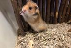 Jonge handtamme goudhamsters ( rechtstreeks van de fokker), Dieren en Toebehoren, Knaagdieren, Mannelijk, Hamster, Na 1 juli 2024