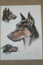 Prachtige kleurenprent - Dobermann Pinscher (Thorn) - 1940!!, Verzamelen, Foto's en Prenten, 1940 tot 1960, Gebruikt, Ophalen of Verzenden