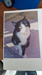 Zwart met witte kater vermist omgeving waterkwartier Nijmege, Dieren en Toebehoren