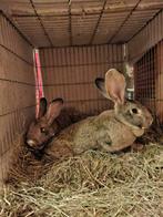 Gecastr ram te koop GERESERVEERD., Mannelijk, Groot