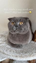 VERMIST!!! BRITSE KORTHAAR BERGEN OP ZOOM, Dieren en Toebehoren, Kater