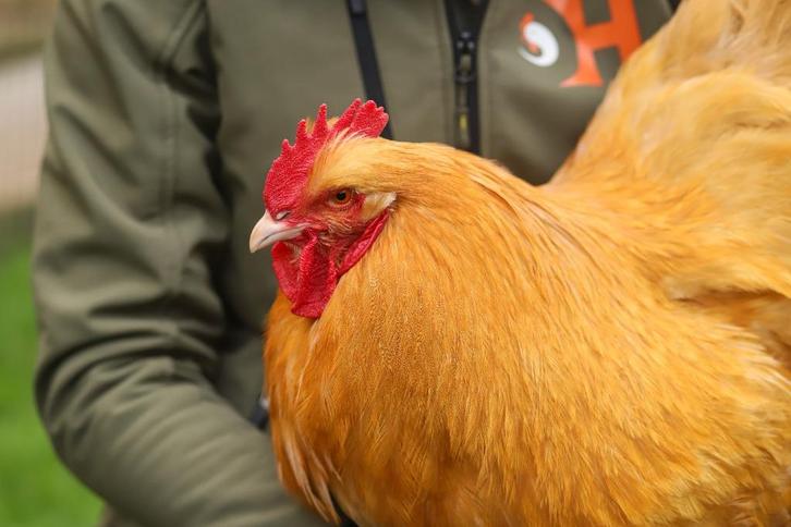 Orpington groot | Rustige kippen | Passend advies, Dieren en Toebehoren, Pluimvee, Kip, Meerdere dieren
