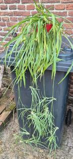 Leuke graslelie moederplant met allemaal  stekjes, Ophalen, Overige soorten, 100 tot 150 cm