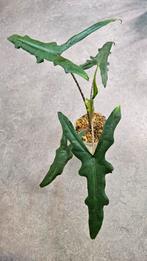 Alocasia Sabrina Narrow, Ophalen of Verzenden, Overige soorten, Minder dan 100 cm