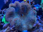 Sarcophyton sp. Leder koraal roze zeeaquarium, Dieren en Toebehoren, Vissen | Aquariumvissen