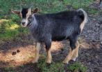 Dwerggeit blauwschimmel met tan CAE en CL-vrij, Dieren en Toebehoren, Schapen, Geiten en Varkens, Mannelijk, Geit, 0 tot 2 jaar