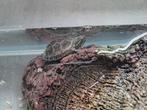2 MuskusSchildpadden, Dieren en Toebehoren, Schildpad, 0 tot 2 jaar