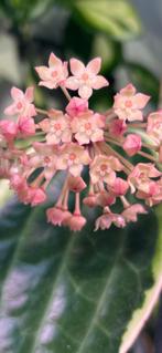 Hoya Latifolia Albomarginata, Huis en Inrichting, Kamerplanten, In pot, Minder dan 100 cm, Bloeiende kamerplant, Halfschaduw