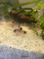 Corydora Panda, Dieren en Toebehoren, Vis