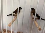 Japanse meeuwtjes, Dieren en Toebehoren, Vogels | Overige Vogels, Meerdere dieren, Tropenvogel