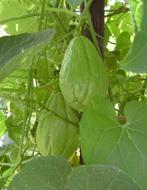 Grote biologische chayote ofwel labusiam, Tuin en Terras, Planten | Tuinplanten, Ophalen of Verzenden, Eenjarig, Groenteplanten