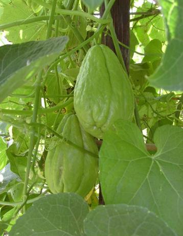 Grote biologische chayote ofwel labusiam beschikbaar voor biedingen