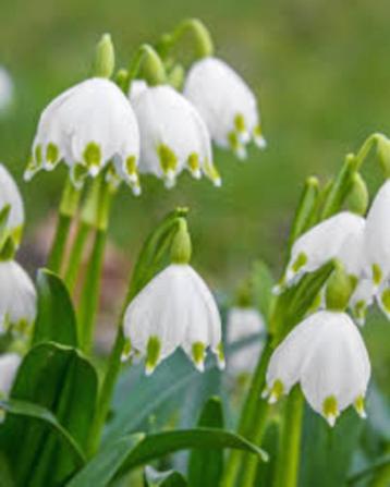 Leucojum aestivum, zomerklokje beschikbaar voor biedingen