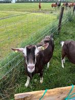 Toggenburger dekbok van 2024, Dieren en Toebehoren, Schapen, Geiten en Varkens