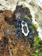Dendrobates tinctorius oyapock, Dieren en Toebehoren, Reptielen en Amfibieën