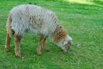 Ouessant schaapje (ram), Dieren en Toebehoren, Mannelijk, Schaap, 0 tot 2 jaar