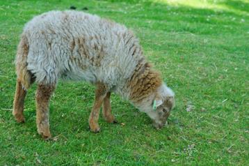 Ouessant schaapje (ram) beschikbaar voor biedingen