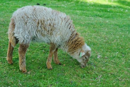 Ouessant schaapje (ram), Dieren en Toebehoren, Schapen, Geiten en Varkens, Schaap, Mannelijk, 0 tot 2 jaar