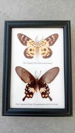 Lijstje met vlinders, Ophalen of Verzenden, Insect, Opgezet dier