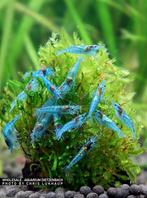 PRE ORDER: Blue Jelly - Neocaridina Garnalen, Dieren en Toebehoren, Vissen | Aquariumvissen, Kreeft, Krab of Garnaal