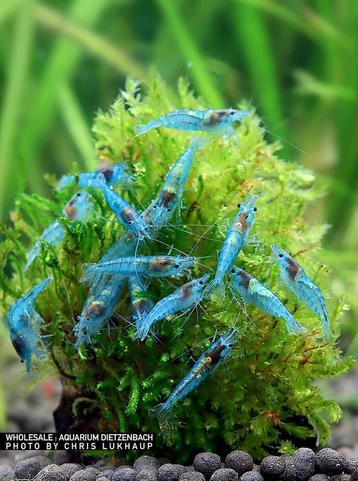 PRE ORDER: Blue Jelly - Neocaridina Garnalen beschikbaar voor biedingen