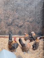 Hollandse Krielhaantjes Patrijskleur en Zilverkleurig, Meerdere dieren, Kip