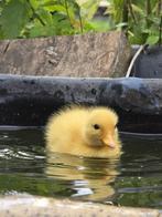 Eenden kwakers, Dieren en Toebehoren, Pluimvee, Meerdere dieren, Eend