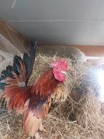 Mooi koppel bruine serama's, Dieren en Toebehoren, Pluimvee, Meerdere dieren, Kip