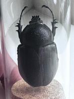 Opgezette Egyptische scarabee in stolp, Ophalen of Verzenden, Insect, Opgezet dier