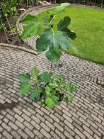 Vijg del Portogallo, Ophalen, Minder dan 100 cm, In pot, Vijgenboom