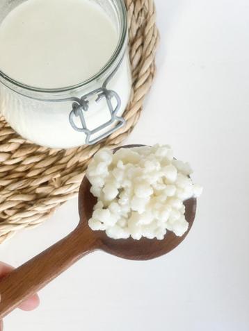 Biologische Melk Kefir korrels beschikbaar voor biedingen