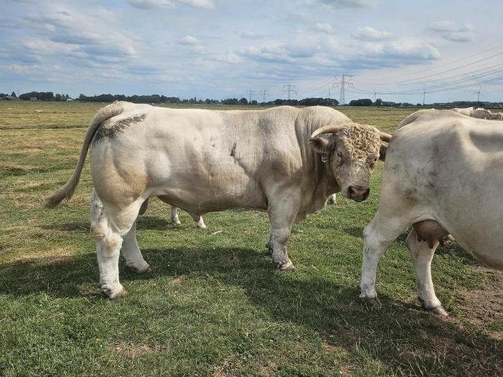 Dekstier Rocco te koop. CHAROLAIS, Dieren en Toebehoren, Runderen, Mannelijk